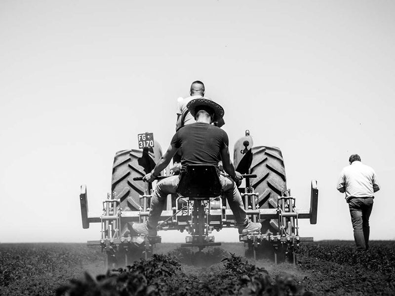 azienda agricola turco - chi siamo - lesina foggia