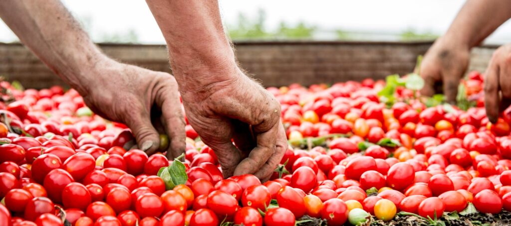 azienda agricola turco - lesina foggia - lavorazione