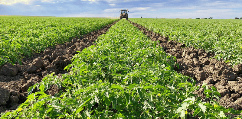 azienda agricola turco - lesina foggia 18