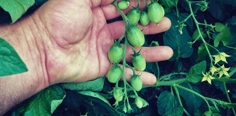 azienda agricola turco - lesina foggia 19