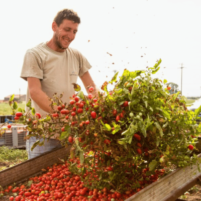 azienda agricola turco - lesina foggia 21