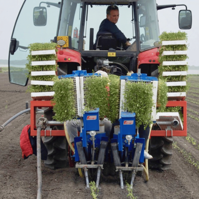 azienda agricola turco - lesina foggia 22